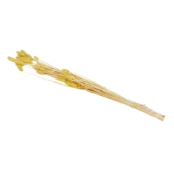 Green Boots Zaaien & Planten^Droogboeket